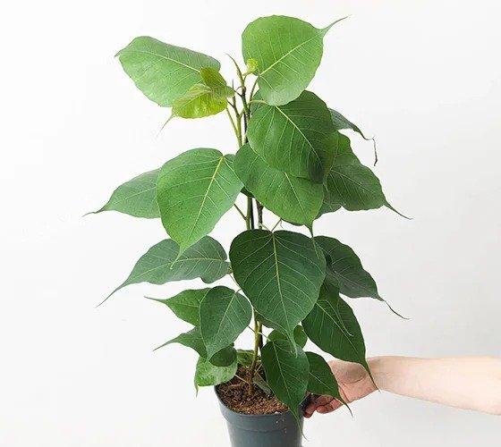 Sacred Fig / Peepal (પીપળ)